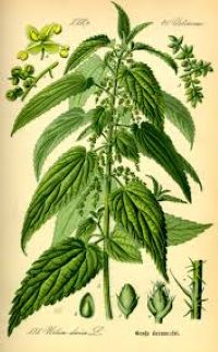March Herb of the Month