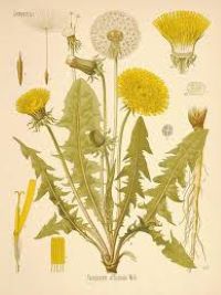 April Herb of the Month Dandelion