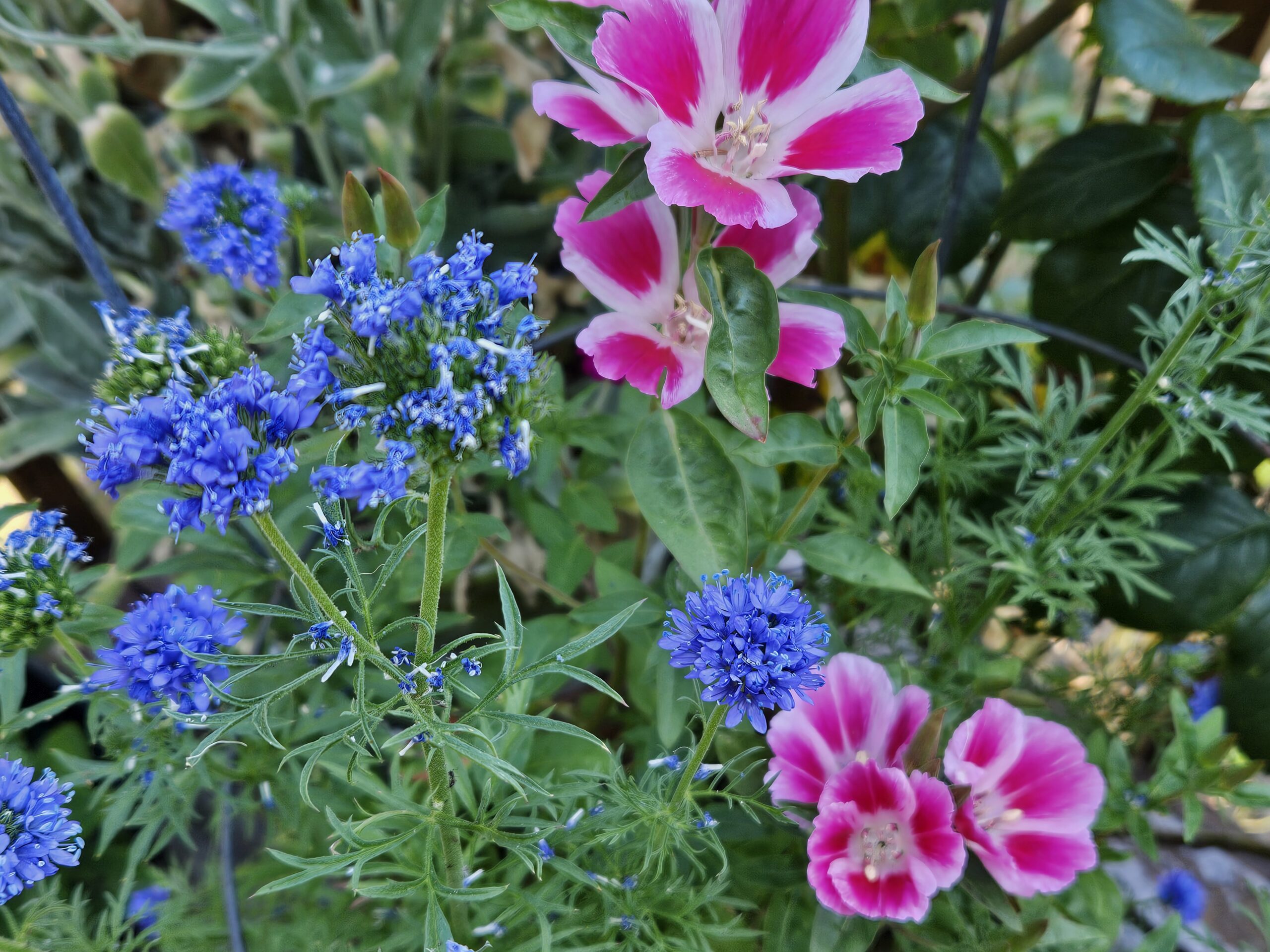 Astrology Highlights August 2025